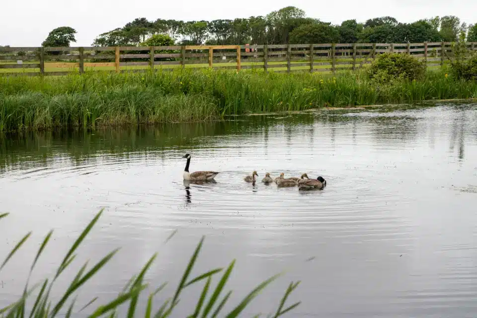 St Marys touring park - camping and touring near prestatyn, north wales